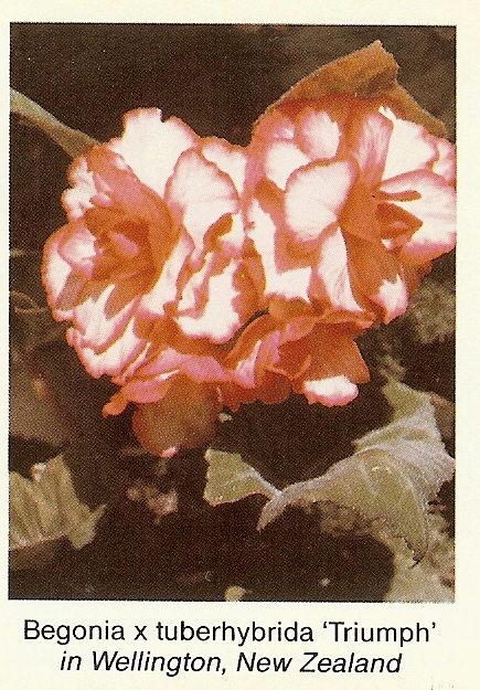 B. ‘Triumph’